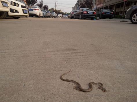 遇到小蛇|路上遇到蛇过马路是吉还是凶 (看见蛇横着过马路寓意)